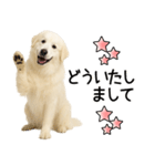 グレートピレニーズ★即返信スタンプ（個別スタンプ：20）
