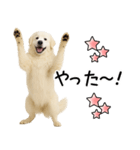 グレートピレニーズ★即返信スタンプ（個別スタンプ：21）