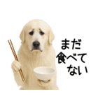 グレートピレニーズ★即返信スタンプ（個別スタンプ：22）