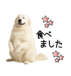 グレートピレニーズ★即返信スタンプ（個別スタンプ：23）
