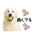 グレートピレニーズ★即返信スタンプ（個別スタンプ：24）