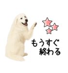 グレートピレニーズ★即返信スタンプ（個別スタンプ：25）