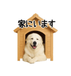 グレートピレニーズ★即返信スタンプ（個別スタンプ：27）
