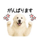 グレートピレニーズ★即返信スタンプ（個別スタンプ：28）