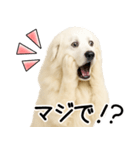 グレートピレニーズ★即返信スタンプ（個別スタンプ：29）