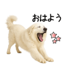 グレートピレニーズ★即返信スタンプ（個別スタンプ：31）