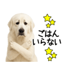 グレートピレニーズ★毎日使う家族連絡（個別スタンプ：4）