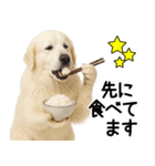 グレートピレニーズ★毎日使う家族連絡（個別スタンプ：5）