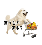グレートピレニーズ★毎日使う家族連絡（個別スタンプ：7）