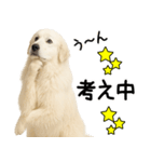 グレートピレニーズ★毎日使う家族連絡（個別スタンプ：9）