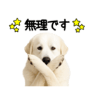 グレートピレニーズ★毎日使う家族連絡（個別スタンプ：12）