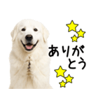 グレートピレニーズ★毎日使う家族連絡（個別スタンプ：13）