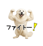 グレートピレニーズ★毎日使う家族連絡（個別スタンプ：16）