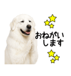 グレートピレニーズ★毎日使う家族連絡（個別スタンプ：17）
