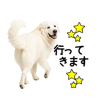 グレートピレニーズ★毎日使う家族連絡（個別スタンプ：18）