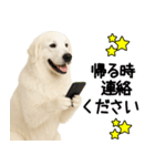 グレートピレニーズ★毎日使う家族連絡（個別スタンプ：20）