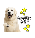 グレートピレニーズ★毎日使う家族連絡（個別スタンプ：21）