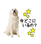 グレートピレニーズ★毎日使う家族連絡（個別スタンプ：22）