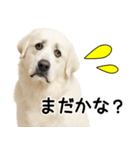 グレートピレニーズ★毎日使う家族連絡（個別スタンプ：23）