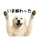 グレートピレニーズ★毎日使う家族連絡（個別スタンプ：24）