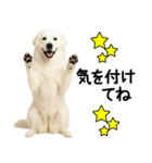グレートピレニーズ★毎日使う家族連絡（個別スタンプ：26）
