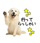 グレートピレニーズ★毎日使う家族連絡（個別スタンプ：28）