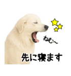 グレートピレニーズ★毎日使う家族連絡（個別スタンプ：31）