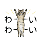 YO-COの猫スタンプ①～愛しい日々～（個別スタンプ：13）