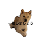～6ヶ月らいち（個別スタンプ：8）