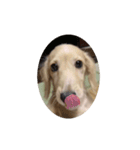 lovely Dog," chai"チャイ（個別スタンプ：2）