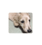 lovely Dog," chai"チャイ（個別スタンプ：4）