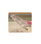 lovely Dog," chai"チャイ（個別スタンプ：6）