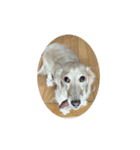 lovely Dog," chai"チャイ（個別スタンプ：8）