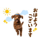 毎日使える♪トイプードル子犬スタンプ（個別スタンプ：1）