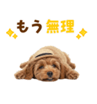 毎日使える♪トイプードル子犬スタンプ（個別スタンプ：3）