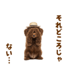 毎日使える♪トイプードル子犬スタンプ（個別スタンプ：4）
