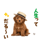 毎日使える♪トイプードル子犬スタンプ（個別スタンプ：6）