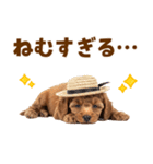 毎日使える♪トイプードル子犬スタンプ（個別スタンプ：9）