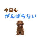 毎日使える♪トイプードル子犬スタンプ（個別スタンプ：10）