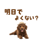 毎日使える♪トイプードル子犬スタンプ（個別スタンプ：11）