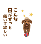 毎日使える♪トイプードル子犬スタンプ（個別スタンプ：12）