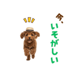 毎日使える♪トイプードル子犬スタンプ（個別スタンプ：15）