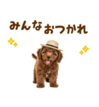 毎日使える♪トイプードル子犬スタンプ（個別スタンプ：16）