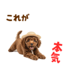 毎日使える♪トイプードル子犬スタンプ（個別スタンプ：17）
