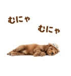 毎日使える♪トイプードル子犬スタンプ（個別スタンプ：18）