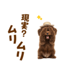 毎日使える♪トイプードル子犬スタンプ（個別スタンプ：19）