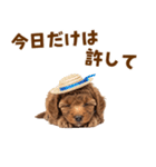 毎日使える♪トイプードル子犬スタンプ（個別スタンプ：20）