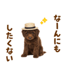 毎日使える♪トイプードル子犬スタンプ（個別スタンプ：21）