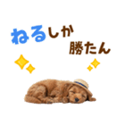 毎日使える♪トイプードル子犬スタンプ（個別スタンプ：22）