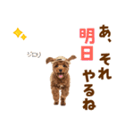 毎日使える♪トイプードル子犬スタンプ（個別スタンプ：23）